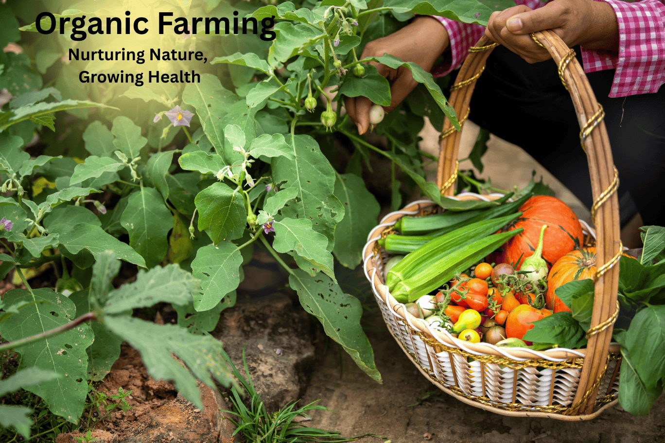 Organic Farming Business Marketing with PopularBano